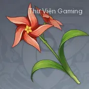Cúc Cánh Quạt